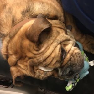 Meet your Posher, Donna